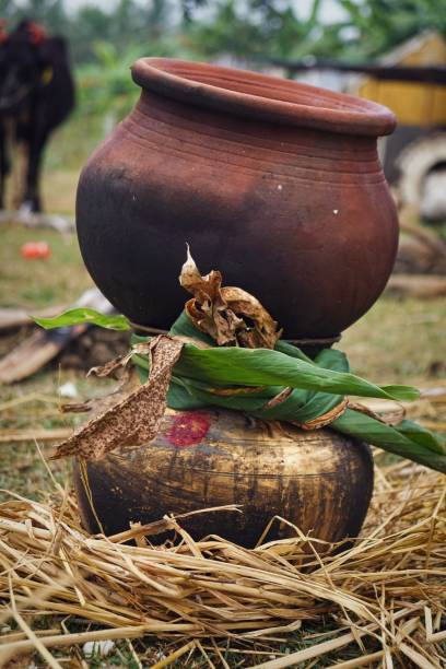 istock It is a traditional festival pongal 1365971076