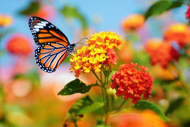 schönes bild monarchfalter auf lantana blume an hellen sonnigen tag. - multi colored flower red flower head stock-fotos und bilder
