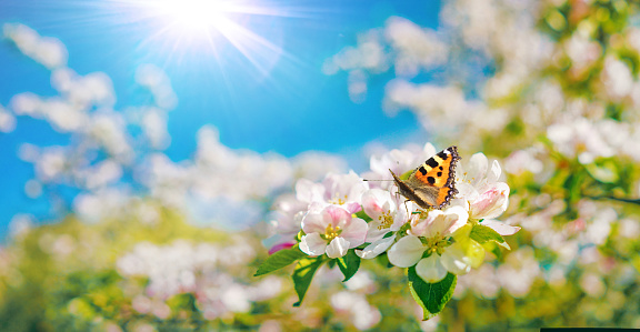 Beautiful spring branch of a blossoming apple tree with white-pink flowers and butterfly on defocused background blue sky in bright sunny day.