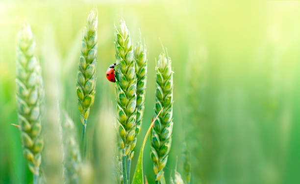 joaninha e orelhas frescas suculentas de trigo verde jovem. - wheat ears - fotografias e filmes do acervo