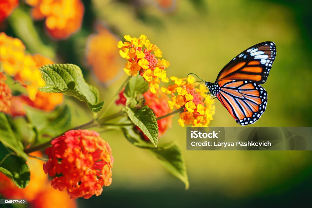 Beautiful image in nature of monarch butterfly on lantana flower. Beautiful image in nature of monarch butterfly on lantana flower. Bright colorful symbolic image of fragility and grace in nature. Monarch Butterfly Stock Photo