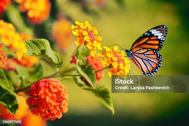 Beautiful Image In Nature Of Monarch Butterfly On Lantana Flower Stock Photo - Download Image Now