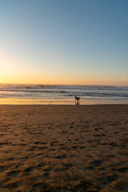 istock Sunset view at Ocean Beach in California 1365977937