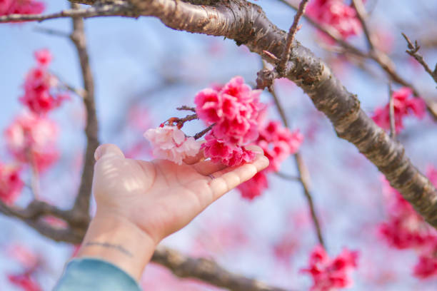 istock Cherry Blossoms of Okinawa 1365978735