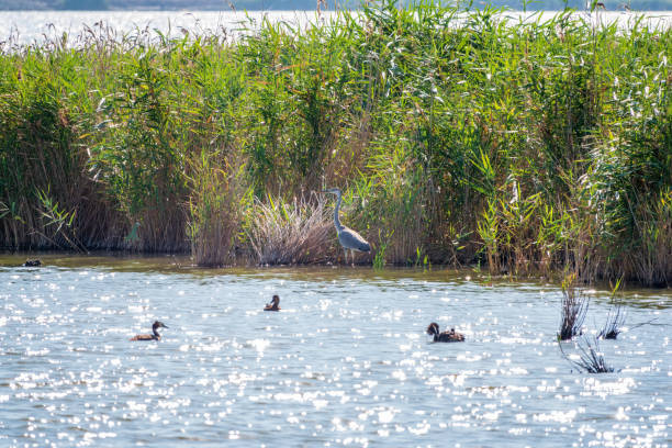 istock The grey heron stands in the lake 1365978993