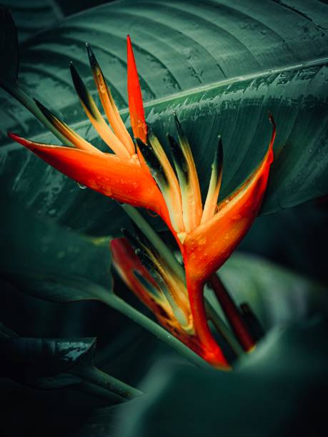 Beautiful flower yellow and orange in a tropical garden