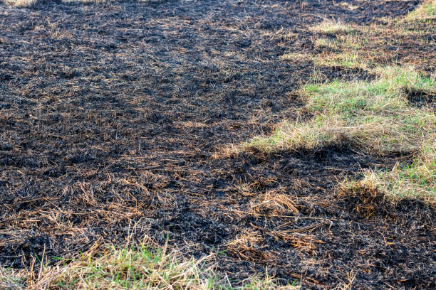 istock A land fully covered with burnt straw and grass used for organic fertilizer 1365980755