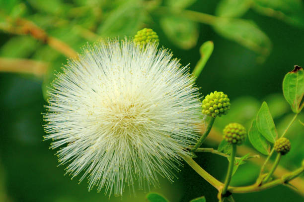 Native to tropical and subtropical regions, calliandra haematocephala is in the pea family and is very popular evergreen flowering shrub/tree, producing brilliant red/white powder puff–like flowers with numerous and conspicuous stamens (the filaments that hold pollen at their top), grouped together in a ball-shaped inflorescence. It blooms primarily in fall and winter, but sporadic additional bloom may occur throughout the rest of the year. The blooms are brilliant red or white and stand out.