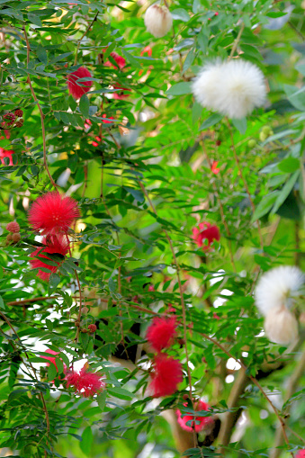 Native to tropical and subtropical regions, calliandra haematocephala is in the pea family and is very popular evergreen flowering shrub/tree, producing brilliant red/white powder puff–like flowers with numerous and conspicuous stamens (the filaments that hold pollen at their top), grouped together in a ball-shaped inflorescence. It blooms primarily in fall and winter, but sporadic additional bloom may occur throughout the rest of the year. The blooms are brilliant red or white and stand out.