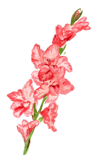 핑크 글라디올러스 - gladiolus stock illustrations