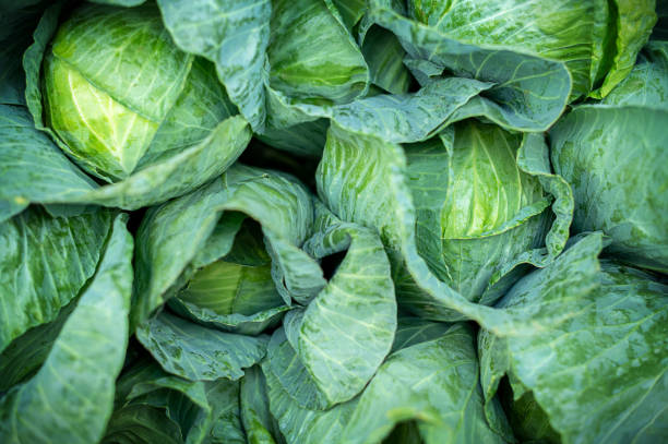 cavolo biologico. testa di cavolo verde fresca al mercato - green cabbage foto e immagini stock