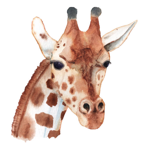 illustrazioni stock, clip art, cartoni animati e icone di tendenza di ritratto realistico della giraffa. - giraffe south africa zoo animal