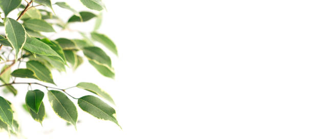 Home flower with green leaves against white background.