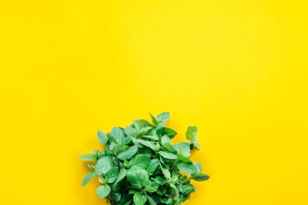 Fresh basil bouquet over yellow background stock photo
