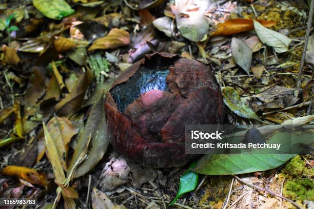 Rafflesia Kerrii Is A Member Of The Genus Rafflesia It Is Found In The Rainforest Of Southern Thailand With Notable Populations In Khao Sok National Park And Khlong Phanom National Park Stock Photo - Download Image Now