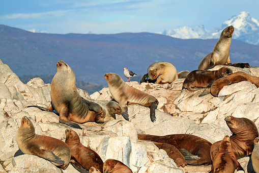 Colony of Patagonian Sea Lions on the Rocky La Isla de Los Lobos Island in Beagle Channel, Ushuaia, Argentina, South America