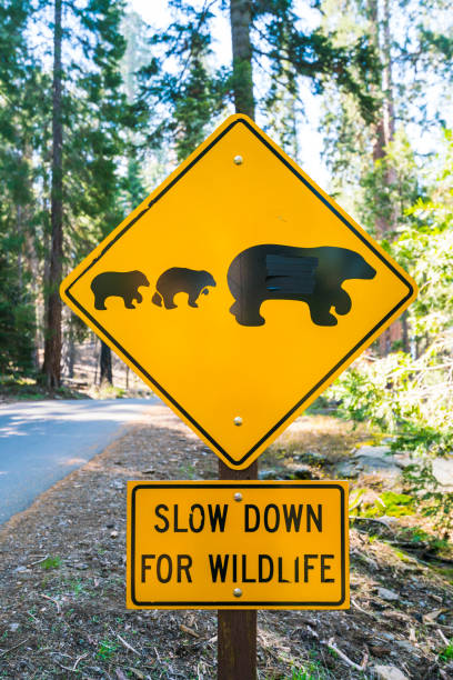 istock bear sign on the road in national park. 1365987095