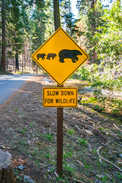 bear sign on the road in national park. stock photo