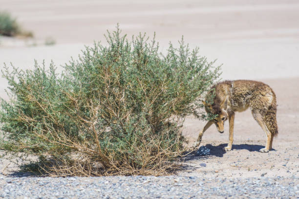 стебель койота на обочине дороги в пустынной местности. - coyote desert outdoors day стоковые фото и изображения