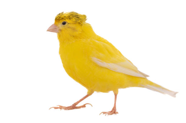 istock yellow canary isolated on white background 1365988542