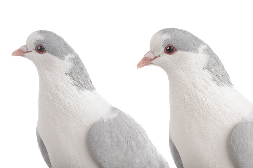 pigeons portrait isolated on white background