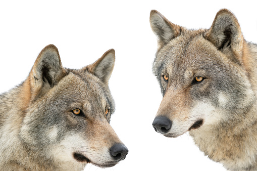 Wolf and she-wolf portrait, isolated on white background
