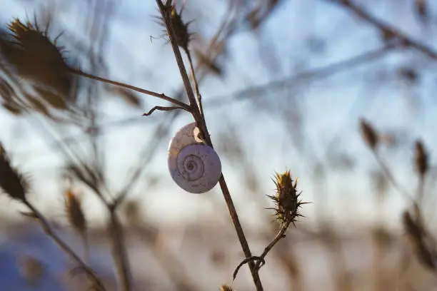 Photo of Snail shell on the branches of bushes against the background of white snow and sky