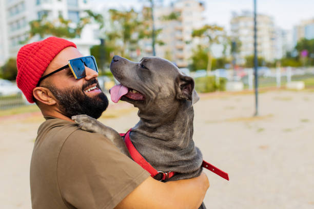 portrait of happy man in red hat and sunglasses with american terrier in dogs walking area park in sity - 比特犬 個照片及圖片檔