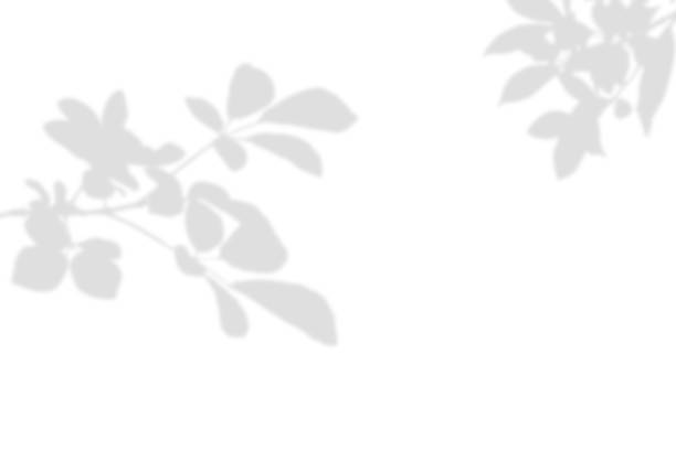 Abstract blurred of natural leaves and branch shadow on white background.