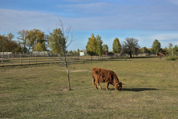 Red dexter cow in a meadow in the countryside. A rare breed of cattle on a pasture. The breeding cow has a fluffy winter coat. Small farm in Ukraine.