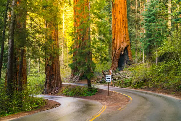 road in sequoia national park,sequoia np,california,usa.