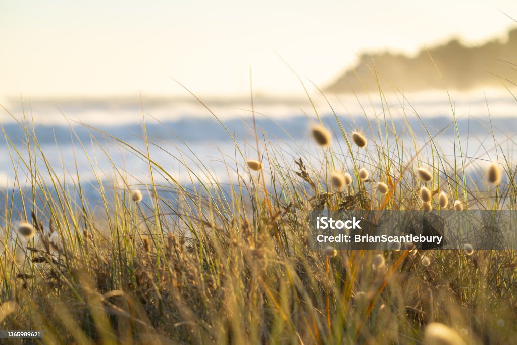 golden beach vegetation and bunng tail grass at Mount Maunganui. Cyclone Cody large waves and swells beyond golden beach vegetation and bunng tail grass at Mount Maunganui. Tauranga Stock Photo