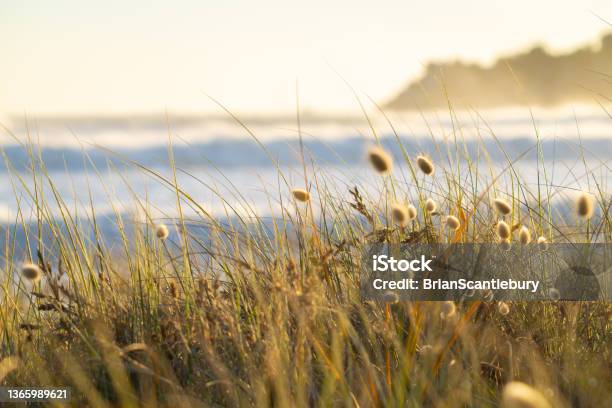 Golden Beach Vegetation And Bunng Tail Grass At Mount Maunganui Stock Photo - Download Image Now