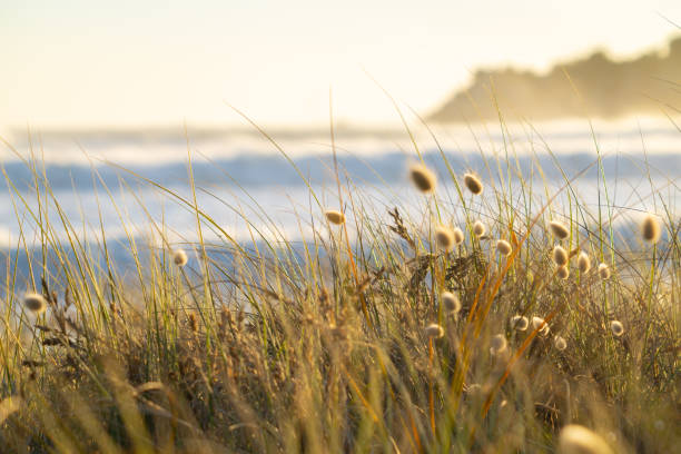 złota roślinność plażowa i trawa ogonowa na górze maunganui. - tauranga zdjęcia i obrazy z banku zdjęć