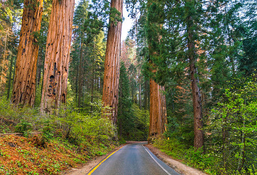 carretera en el parque nacional sequoia, sequoia np, california, ee. photo