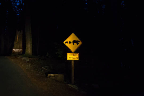 нести знак на дороге ночью. - 4595 стоковые фото и изображения