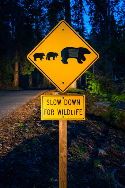 istock bear sign on the road at night. 1365989746