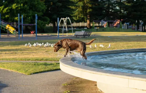 Large brown dog in water, wet and bedraggled fetching from water in Memorial Park Fountain.