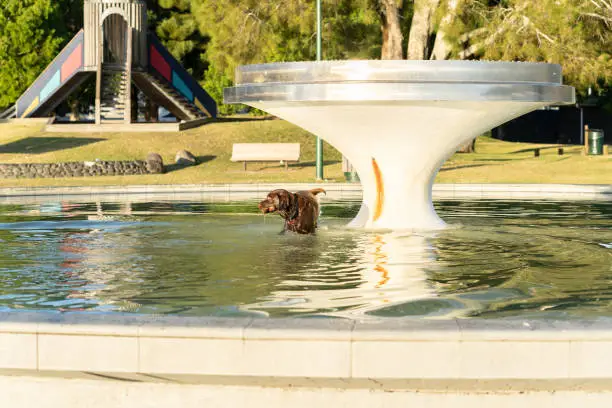 Large brown dog in water, wet and bedraggled fetching from water in Memorial Park Fountain.