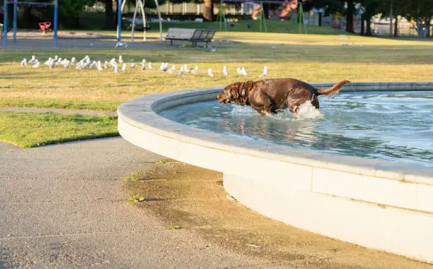 Large brown dog in water, wet and bedraggled fetching from water in Memorial Park Fountain.
