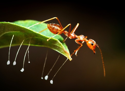 Ant Climbing green leaf with fungus -animal behavior.