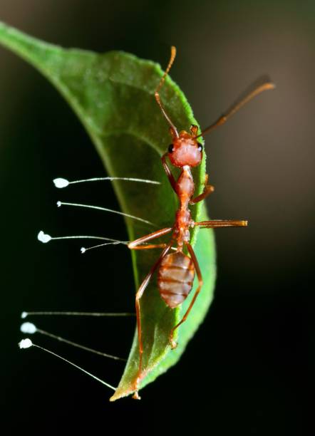 Ant Climbing green leaf with fungus -animal behavior.