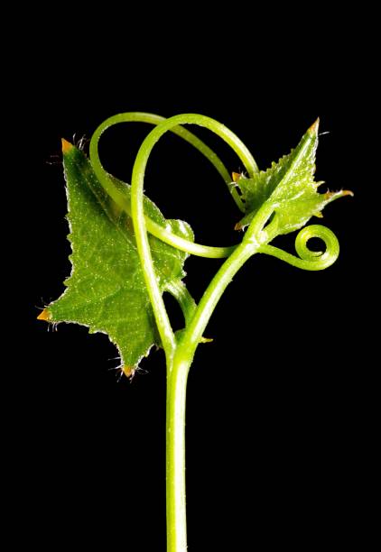 istock Curve Soft leaf of Ivy Gourd plant - black background. 1365993414