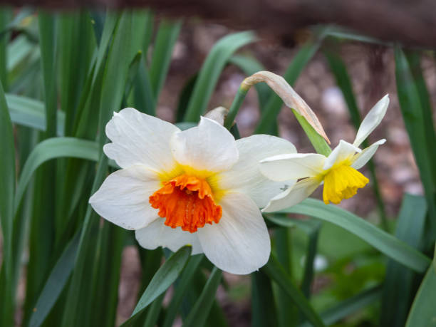 istock Postcard with Spring Flowers Daffodils. Elegant daffodil flowers in a spring garden on a background of green leaves 1365993540