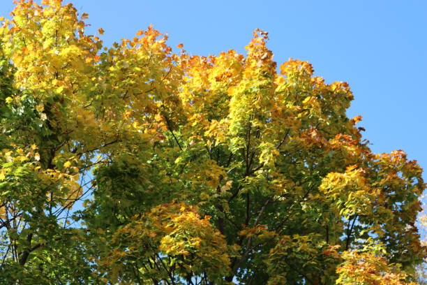 ahornbäume mit grünen und gelben blättern vor blauem himmel - norway maple stock-fotos und bilder