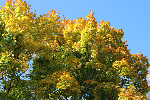 Maple trees with green and yellow leaves on branches against blue sky on autumn season. Acer platanoides