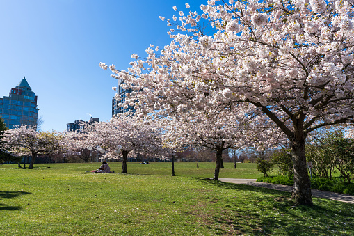 Devonian Harbour Park in springtime season. Cherry blossoms in full bloom. Vancouver, BC, Canada.