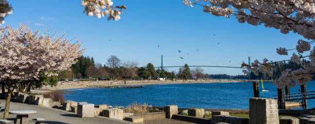 istock Ambleside Park Beach cherry blossoms. West Vancouver, BC, Canada. 1365994366