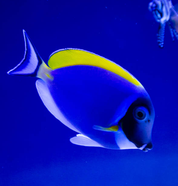 istock marine aquarium fish Naso lituratus 1365994557