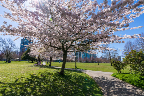 istock Devonian Harbour Park cherry blossom. Vancouver, BC, Canada. 1365994626